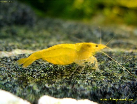 yellow shrimp on a gray rock-c